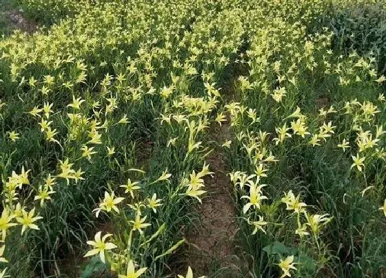 植物虫害|黄花菜病虫害防治技术与方法措施