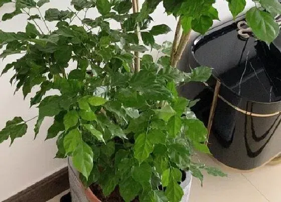 冬天植物|幸福树能过冬天吗 幸福树冬天怎么养好怎么越冬