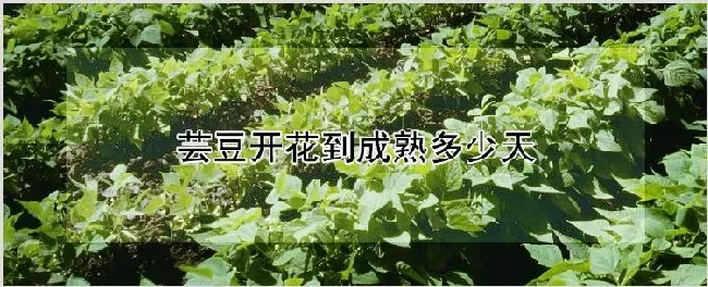 芸豆开花到成熟多少天 | 养殖技术