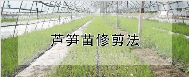 芦笋苗修剪法 | 种植技术