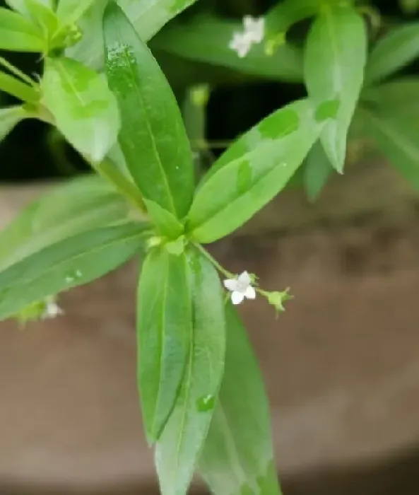 植物百科|水线草和蛇舌草的区别