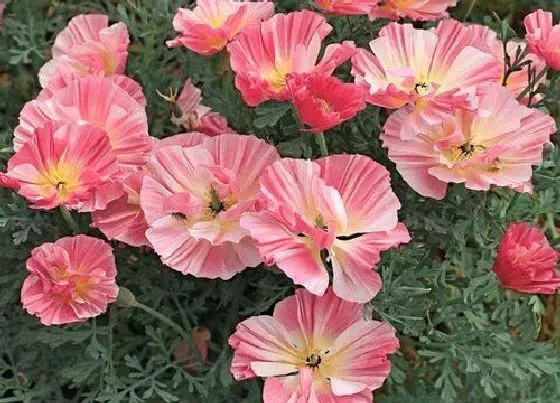 花卉百科|十月份开的花有哪些 10月什么花开放
