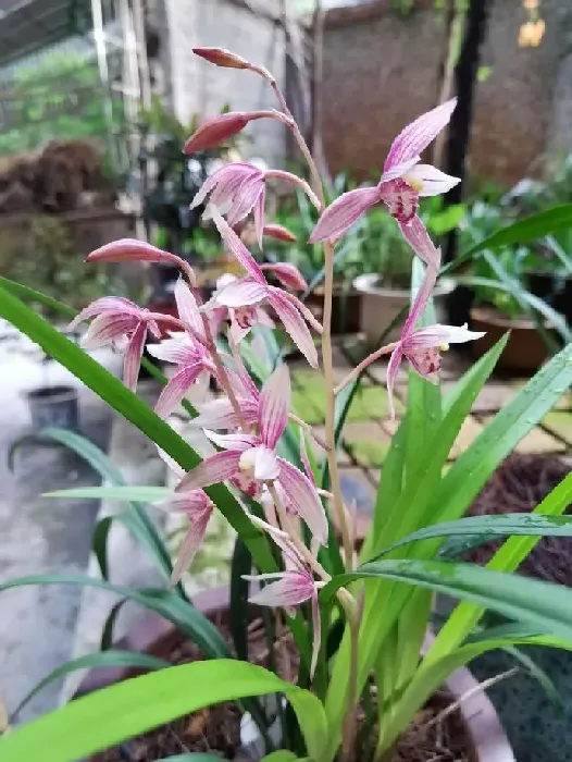 植物种类|什么品种兰花最受欢迎卖得最好（市面上什么兰花好养又香）