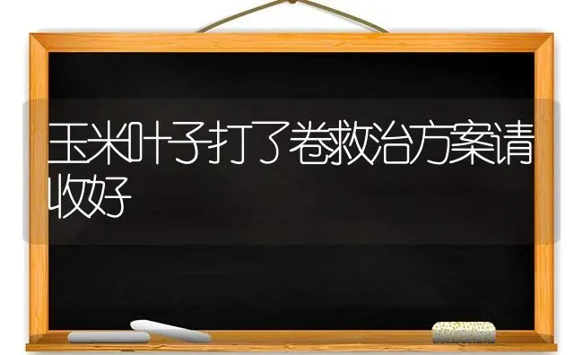 玉米叶子打了卷救治方案请收好 | 粮油作物种植