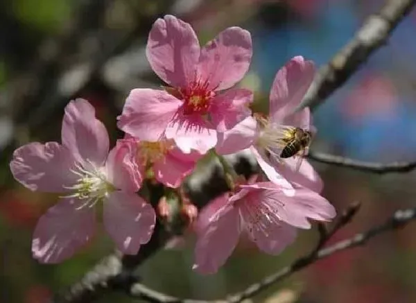 叶蔫|樱花树叶子蔫了怎么办 打蔫原因及补救方法