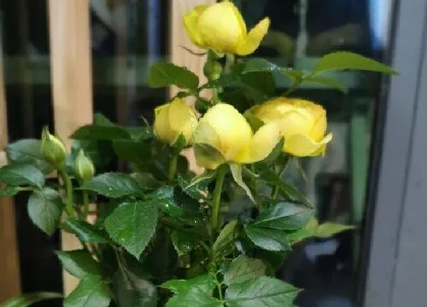 植物浇水|盆栽月季多久浇一次水