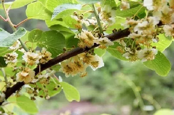 果实科普|猕猴桃几月开花结果 什么时候开花结果