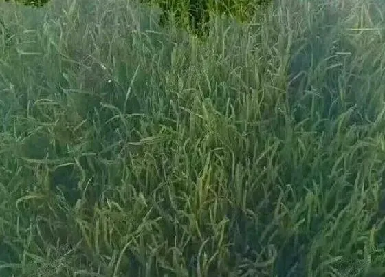 植物百科|苦草是什么植物 属于什么科植物