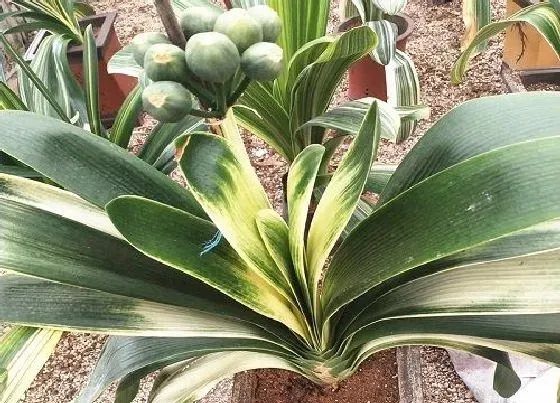 植物排行|君子兰和兰花哪个好养