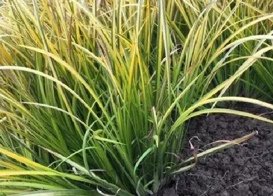 植物种类|金叶石菖蒲是水生植物吗