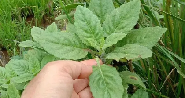 功效常识|白子菜的功效与作用及食用方法