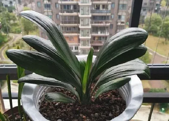 种植管理|君子兰几月份种植最好 在什么时候栽最好