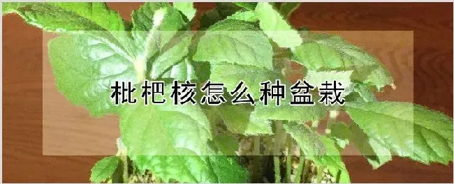 枇杷核怎么种盆栽 | 种植资料