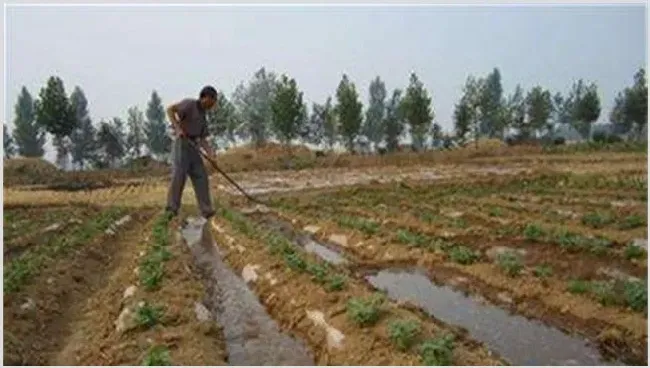 花生清棵蹲苗怎么做？要注意什么 | 种植资料