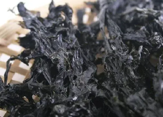 植物百科|紫菜是什么植物