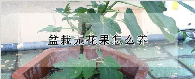 盆栽无花果怎么养 | 农业技术