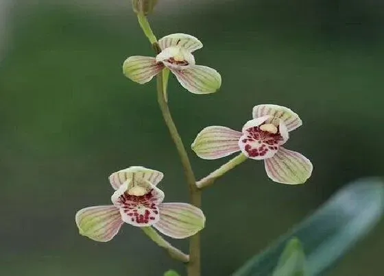 生长环境|建兰生长温度是多少度