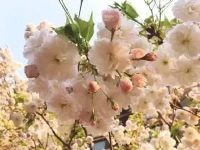 叶蔫|樱花树叶子蔫了怎么办 打蔫原因及补救方法