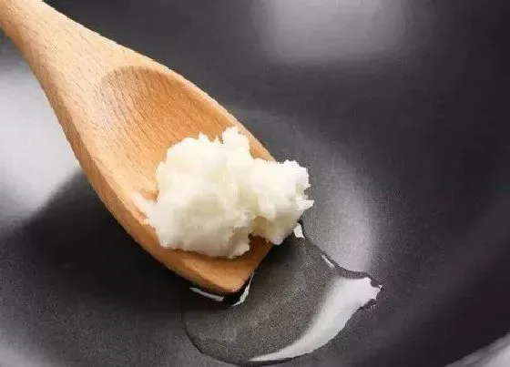 植物施肥|猪油可以做肥料吗