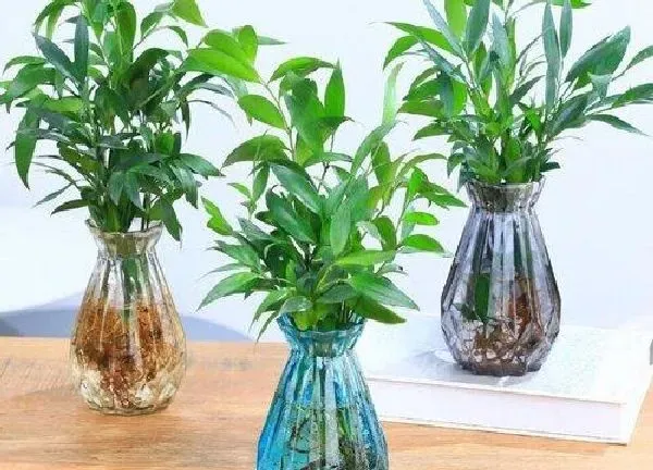 养殖方法|驱蚊竹可以水养吗