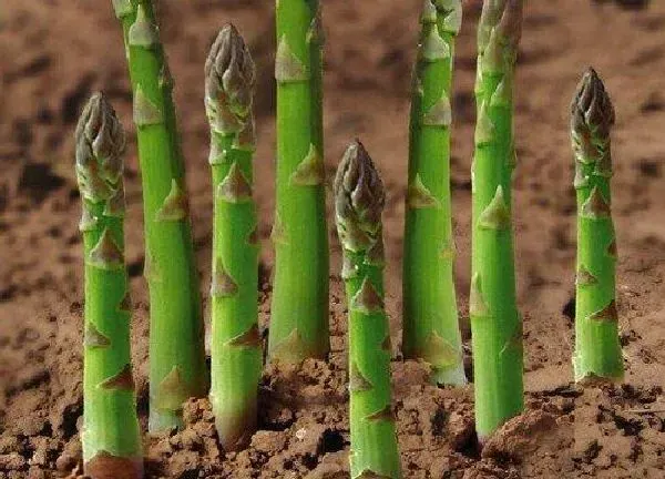 植物换土|种芦笋用什么土最好