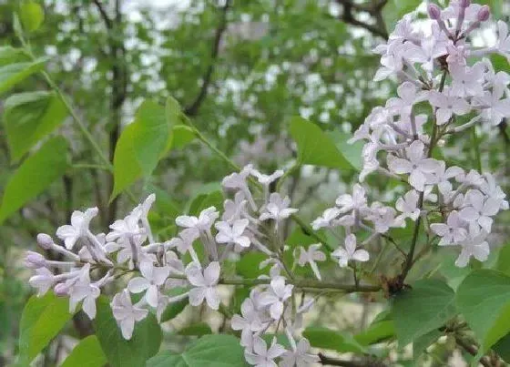 开花时间|丁香花一年开几次花
