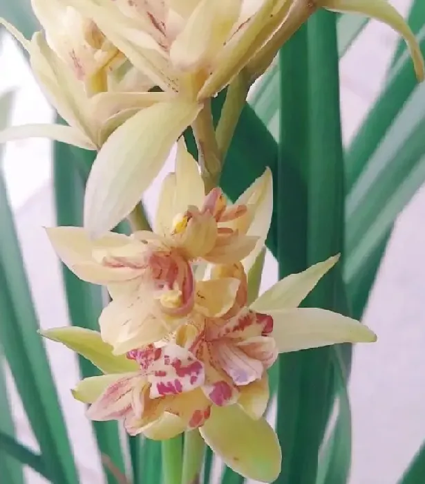 植物种类|什么品种兰花最受欢迎卖得最好（市面上什么兰花好养又香）