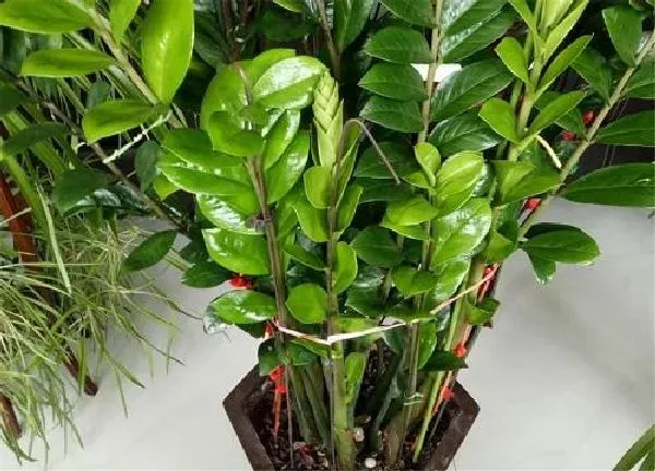植物浇水|金钱树多久浇一次水
