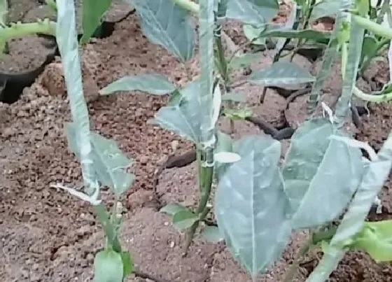 不开花|百香果为什么不开花