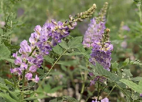 植物移栽|紫藤花什么时候移栽最好（移栽最佳时间和注意事项）