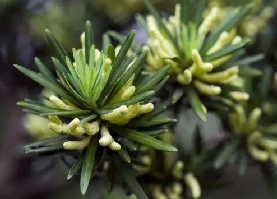 冬天植物|罗汉松耐寒多少度
