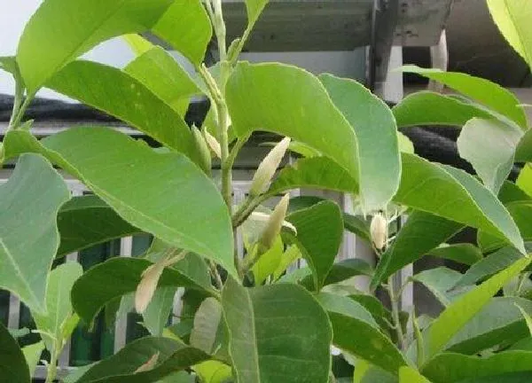 养殖方法|百兰花怎么养殖方法