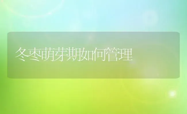 冬枣萌芽期如何管理 | 瓜果种植