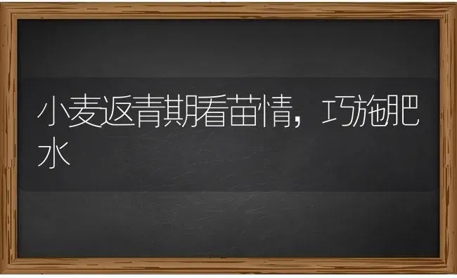 小麦返青期看苗情，巧施肥水 | 粮油作物种植