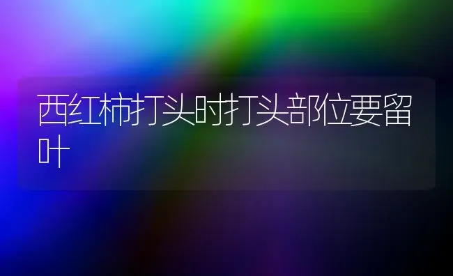 西红柿打头时打头部位要留叶 | 蔬菜种植