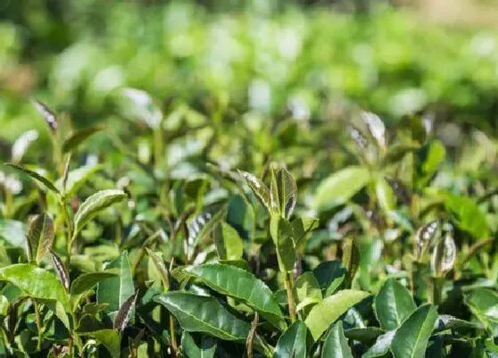 植物产地|铁观音哪里产的最好