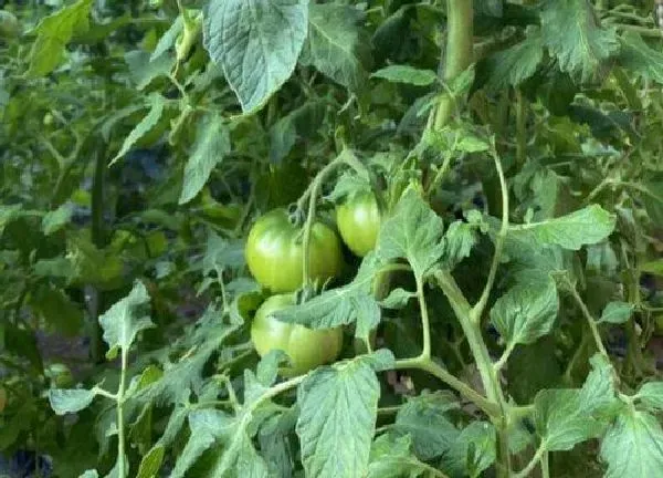 植物浇水|西红柿苗几天浇一次水 春夏秋冬各不同