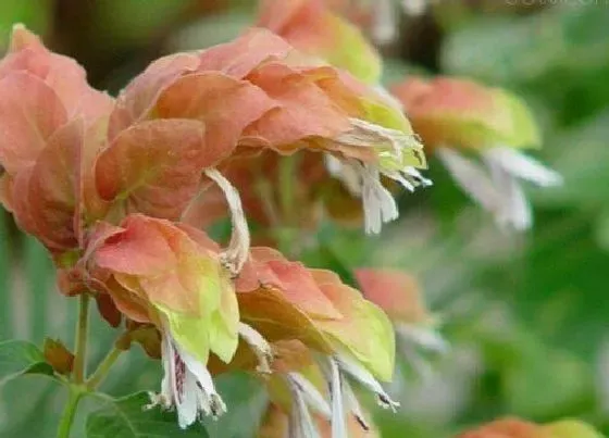 植物寓意|小众有寓意的花草（花语寓意好又小众好看的花卉品种）