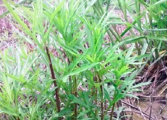 植物百科|泥蒿是什么季节的菜