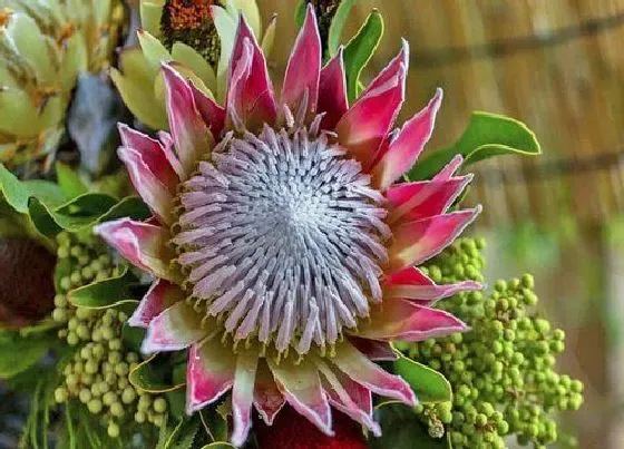花语|菩提花的花语是什么