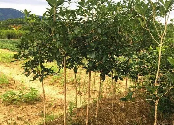 植物百科|桂花生长在什么地方