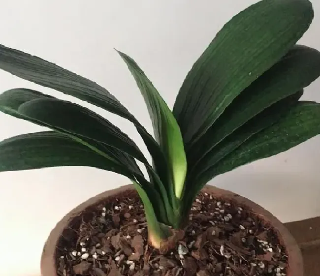 种植管理|君子兰几月份种植最好 在什么时候栽最好