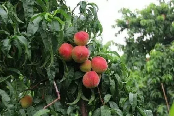种植管理|桃树几年结果实 种植多久才能开花挂果