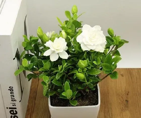 花卉风水|栀子花风水寓意与作用 家里摆放栀子花风水禁忌