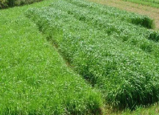 植物播种|苜蓿什么时候播种最合适