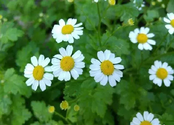 送花|扫墓买什么花好