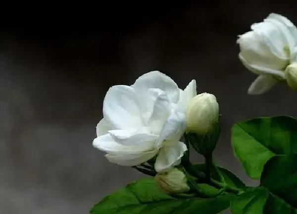 植物移栽|茉莉花移栽注意事项 盆栽茉莉花栽培方法与技巧