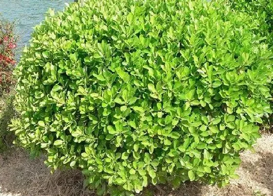 植物百科|黄杨生长在什么地方