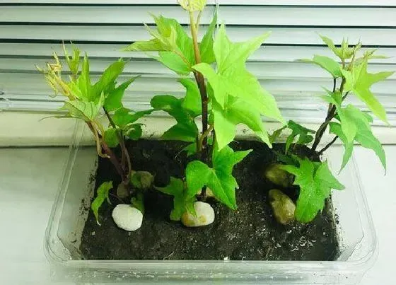 植物施肥|苦瓜用什么肥料最好