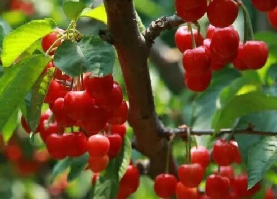种植管理|樱桃花开得多坐果率低怎么回事，花开得不少怎样能多坐果）